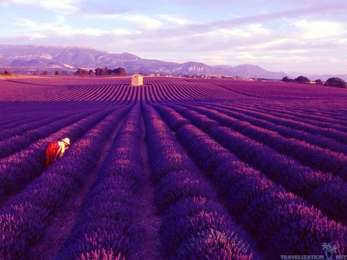 Thiên đường oải hương tràn sắc tím giữa lòng Provence - Ảnh 7. Thiên đường oải hương tràn sắc tím giữa lòng Provence - Ảnh 7.