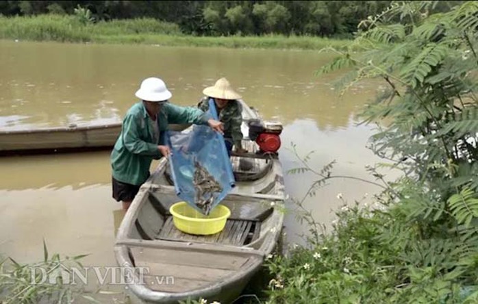 Cuối mùa săn cá bống ở đáy sông Trà Khúc - Ảnh 2.