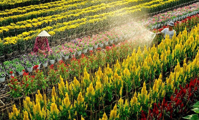 Làng hoa lớn nhất Nam bộ Sa Đéc tất bật vào mùa Tết - Ảnh 6. Làng hoa lớn nhất Nam bộ Sa Đéc tất bật vào mùa Tết - Ảnh 6.