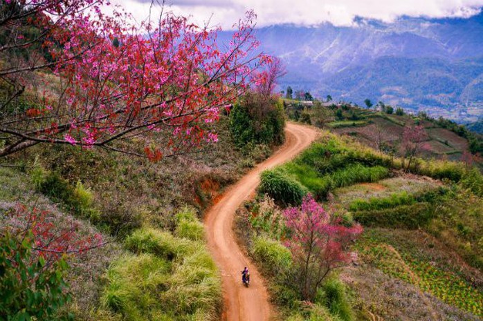 Mù Cang Chải rực sắc đào nở sớm - Ảnh 5. Mù Cang Chải rực sắc đào nở sớm - Ảnh 5.