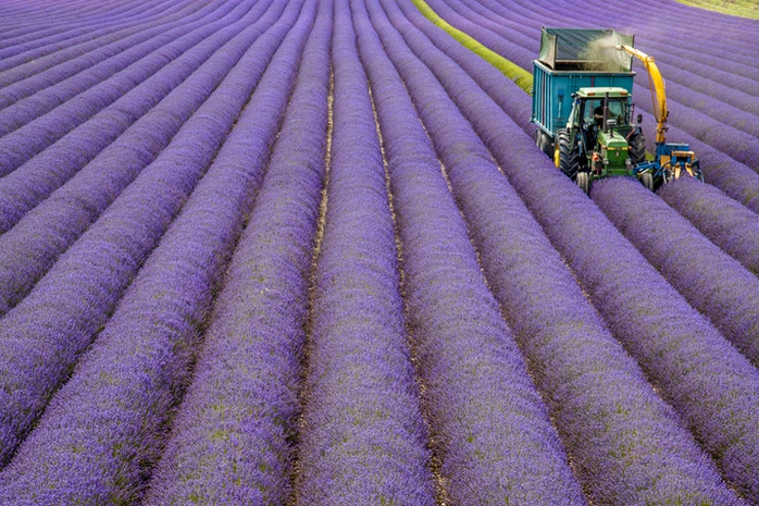 Thiên đường oải hương tràn sắc tím giữa lòng Provence - Ảnh 8. Thiên đường oải hương tràn sắc tím giữa lòng Provence - Ảnh 8.
