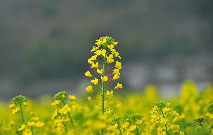 Đi chụp ảnh thôi, hoa cải đã nở vàng rực rỡ rồi kìa! - Ảnh 7. Đi chụp ảnh thôi, hoa cải đã nở vàng rực rỡ rồi kìa! - Ảnh 7.
