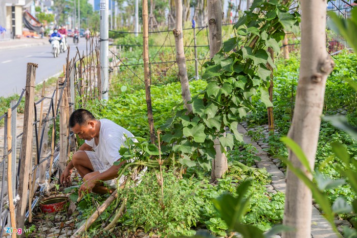 Kiểu trồng rau có 1 không 2 của người Hà Nội - Ảnh 8.