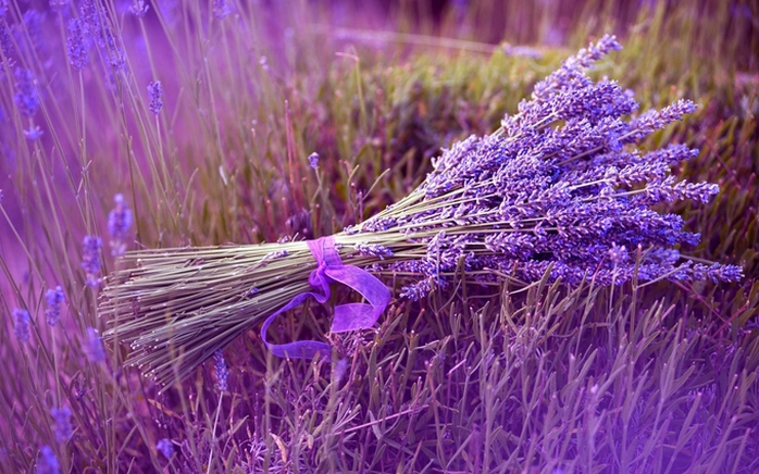 Thiên đường oải hương tràn sắc tím giữa lòng Provence - Ảnh 9. Thiên đường oải hương tràn sắc tím giữa lòng Provence - Ảnh 9.