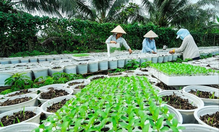 Làng hoa lớn nhất Nam bộ Sa Đéc tất bật vào mùa Tết - Ảnh 8. Làng hoa lớn nhất Nam bộ Sa Đéc tất bật vào mùa Tết - Ảnh 8.