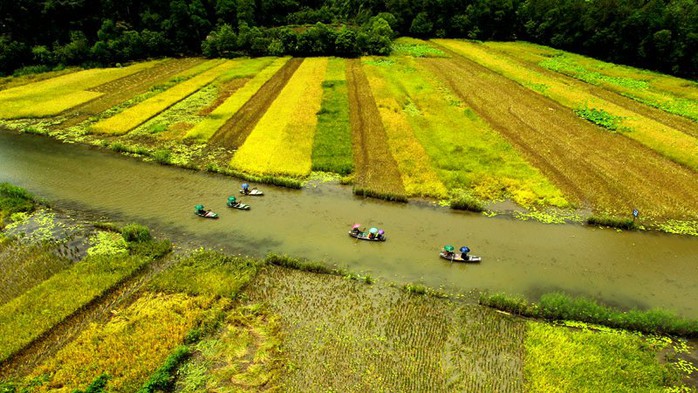 Ngất ngây trước vẻ đẹp Tam Cốc mùa lúa chín - Ảnh 3.