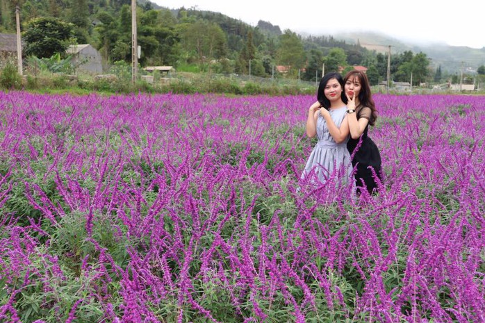Ngẩn ngơ với thung lũng hoa ở cao nguyên Lào Cai - Ảnh 3. Ngẩn ngơ với thung lũng hoa ở cao nguyên Lào Cai - Ảnh 3.