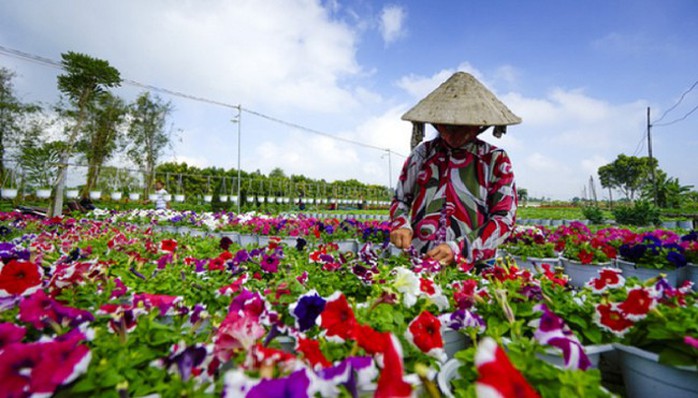 Làng hoa lớn nhất Nam bộ Sa Đéc tất bật vào mùa Tết - Ảnh 9. Làng hoa lớn nhất Nam bộ Sa Đéc tất bật vào mùa Tết - Ảnh 9.