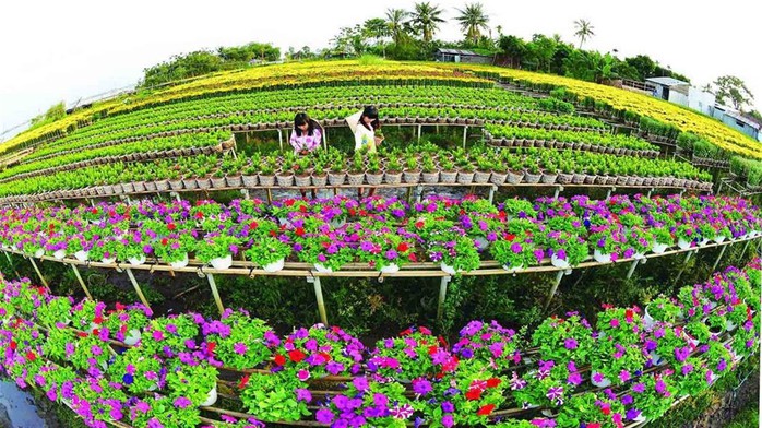 Làng hoa lớn nhất Nam bộ Sa Đéc tất bật vào mùa Tết - Ảnh 10. Làng hoa lớn nhất Nam bộ Sa Đéc tất bật vào mùa Tết - Ảnh 10.