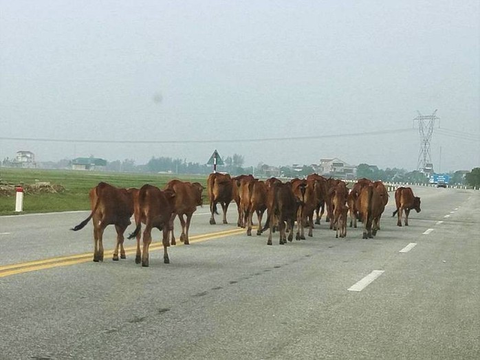 Bắt giam 30 con bò nghênh ngang trên quốc lộ  - Ảnh 1.