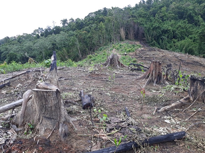Đề nghị cách chức Trưởng ban Tuyên giáo huyện liên quan phá rừng - Ảnh 1.
