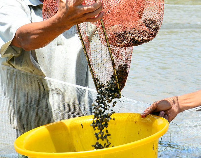 Độc đáo mô hình “trên rừng, dưới sò” mò tiền tỉ - Ảnh 2.