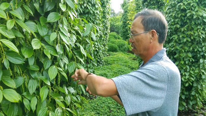 Tiêu rớt giá, nhà vườn và doanh nghiệp gặp khó - Ảnh 1.