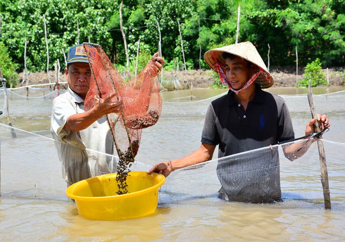 Độc đáo mô hình “trên rừng, dưới sò” mò tiền tỉ - Ảnh 1.