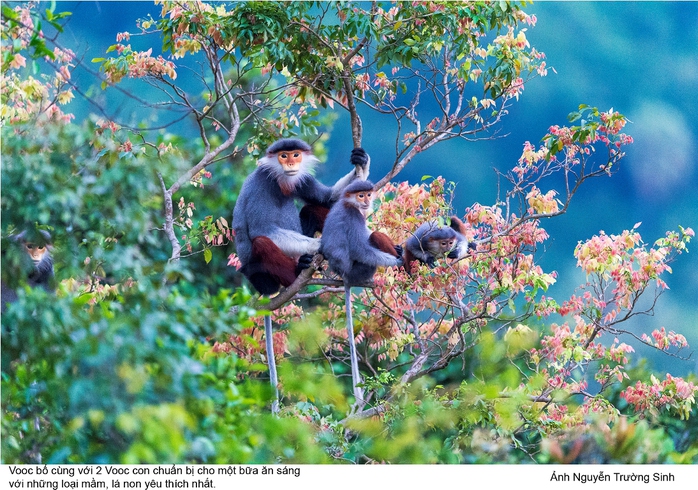 Vọoc Chà Vá Chân Nâu, loài linh trưởng quý hiếm đang sinh sống ở Sơn Trà cần được bảo vệ