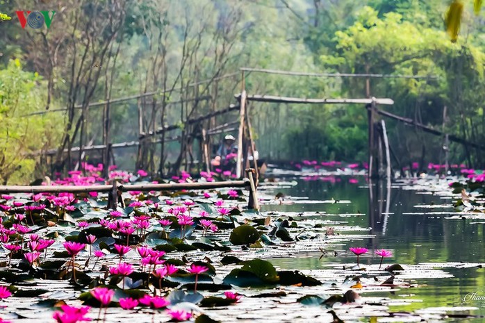 Suối Yến đẹp lãng mạn mùa hoa súng nở - Ảnh 1. Suối Yến đẹp lãng mạn mùa hoa súng nở - Ảnh 1.