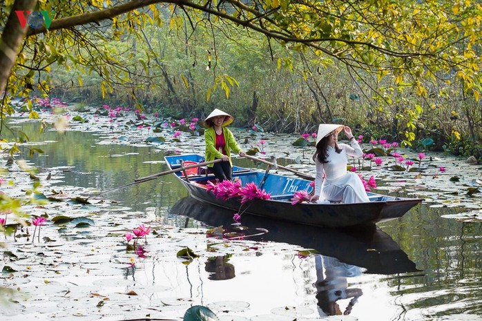 Suối Yến đẹp lãng mạn mùa hoa súng nở - Ảnh 5. Suối Yến đẹp lãng mạn mùa hoa súng nở - Ảnh 5.