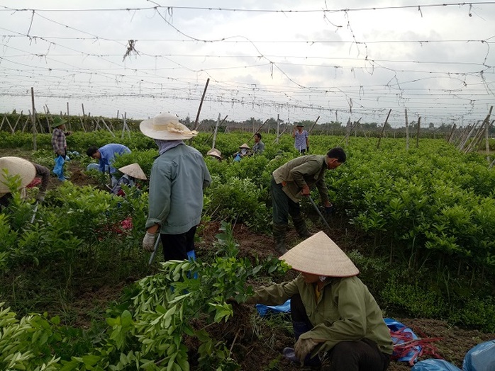 “Phù thủy” ghép chanh đào - Ảnh 1.