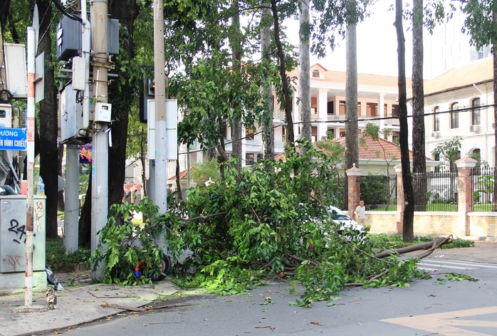 
Nhánh cây gãy có dấu hiệu đã bị mục ruỗng
