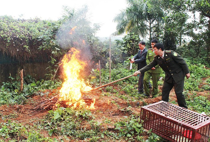 Xôn xao việc tiêu hủy 4 con chim cú và diều hoa - Ảnh 2.