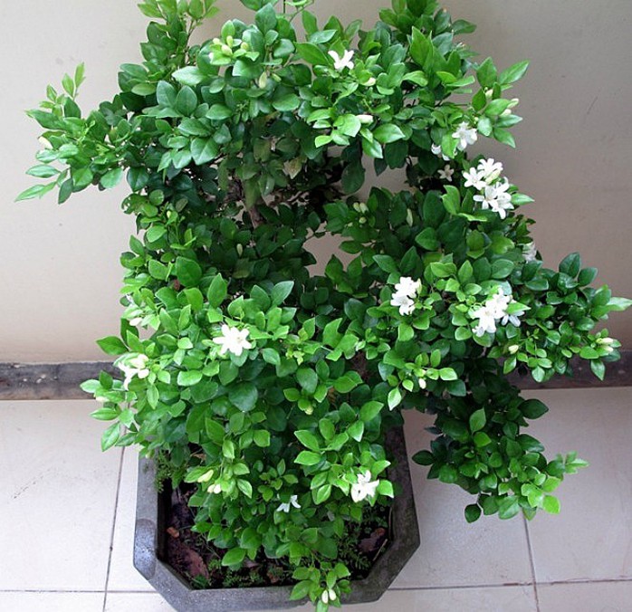 10 loại cây trồng trong nhà xua tan nỗ lo ô nhiễm không khí - Ảnh 8.