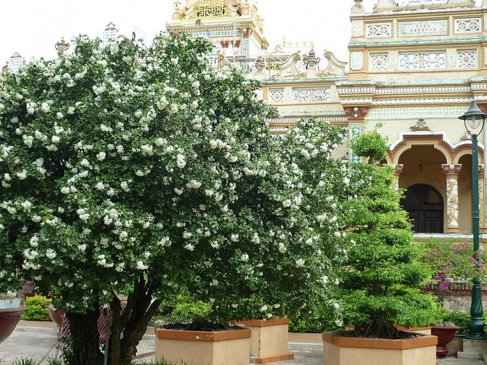 10 loại cây trồng trong nhà xua tan nỗ lo ô nhiễm không khí - Ảnh 9.