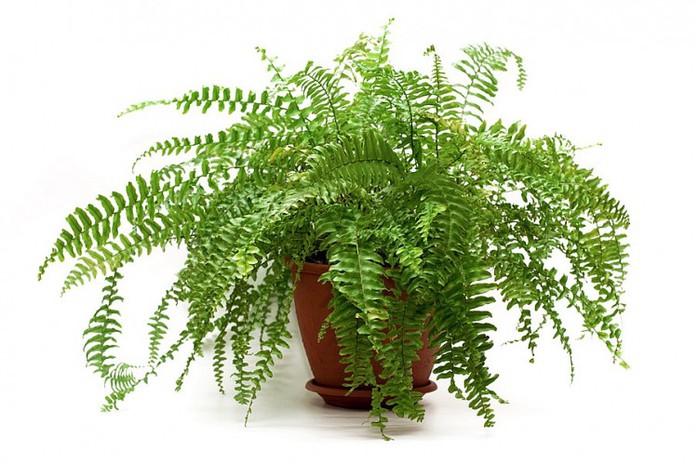 10 loại cây trồng trong nhà xua tan nỗ lo ô nhiễm không khí - Ảnh 6.