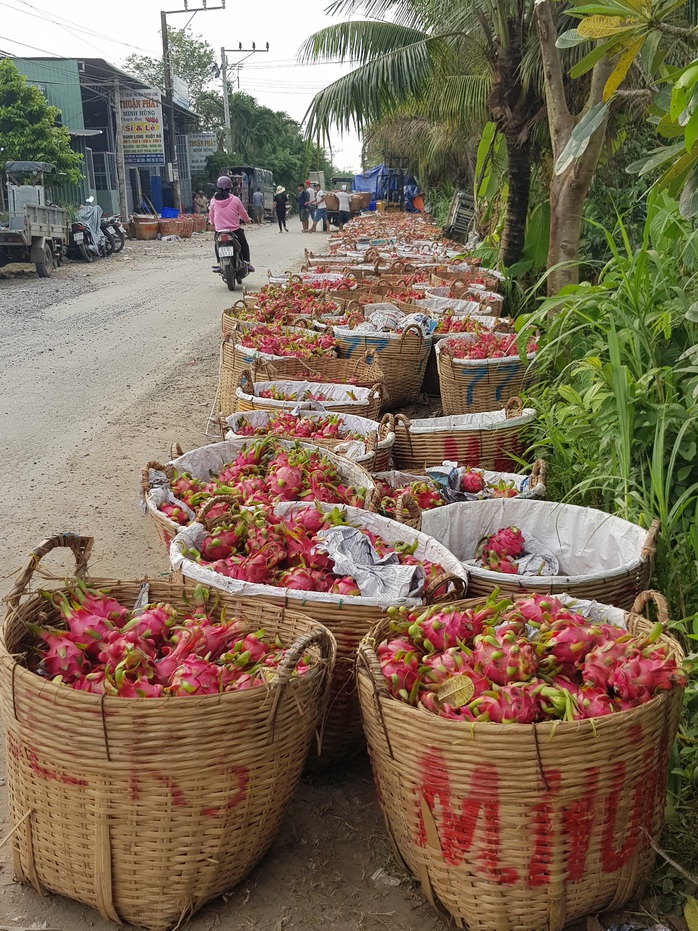 Tiền Giang vận động doanh nghiệp tiêu thụ thanh long giúp dân - Ảnh 1.