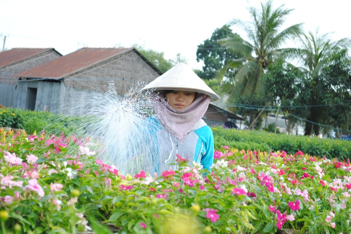 Nông dân làng hoa Sa Đéc bỏ tiền túi làm du lịch - Ảnh 1.