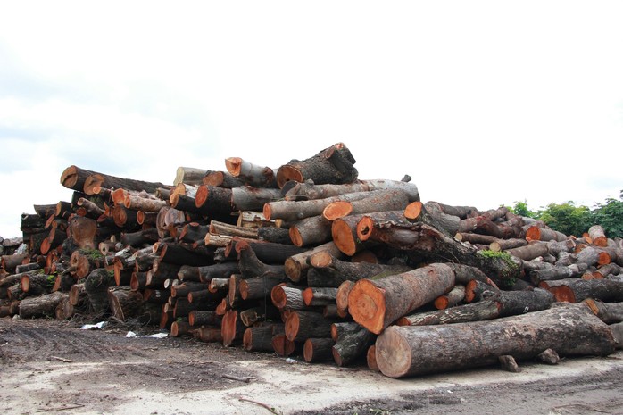 TP HCM lãng phí cả ngàn mét khối gỗ công - Ảnh 2.