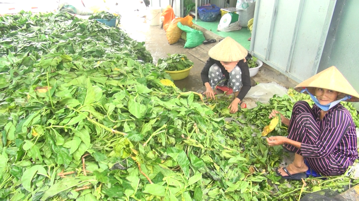 Cà Mau làm rõ việc thương lái “bí ẩn” thu mua lá nhàu tươi - Ảnh 1.