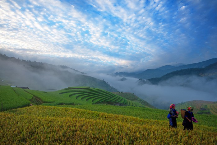 Rộn ràng mùa vàng Tây Bắc - Ảnh 5. Rộn ràng mùa vàng Tây Bắc - Ảnh 5.