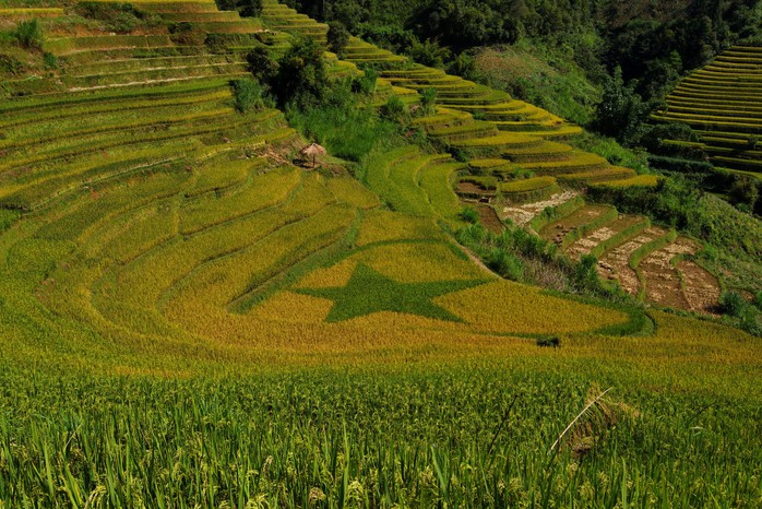 Rộn ràng mùa vàng Tây Bắc - Ảnh 2. Rộn ràng mùa vàng Tây Bắc - Ảnh 2.