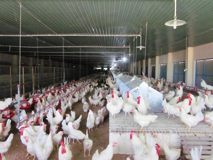 Cận cảnh quá trình điều chế vắc-xin phòng H5N1 made in Việt Nam - Ảnh 1.