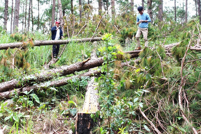 Sau phản ánh của Báo Người Lao Động: Chủ tịch tỉnh Lâm Đồng chỉ đạo ngăn chặn phá rừng - Ảnh 1.