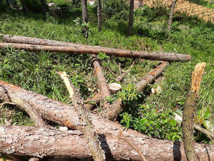 Phó Thủ tướng chỉ đạo điều tra làm rõ vụ phá rừng ở Lâm Đồng - Ảnh 8.