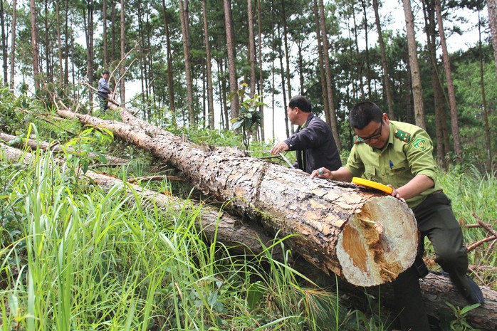 Phó Thủ tướng chỉ đạo điều tra làm rõ vụ phá rừng ở Lâm Đồng - Ảnh 13.