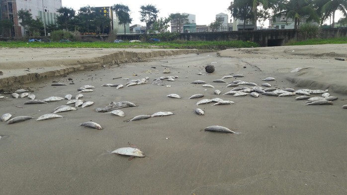 Cá chết la liệt tiếp tục tấp vào bờ biển Đà Nẵng - Ảnh 4.
