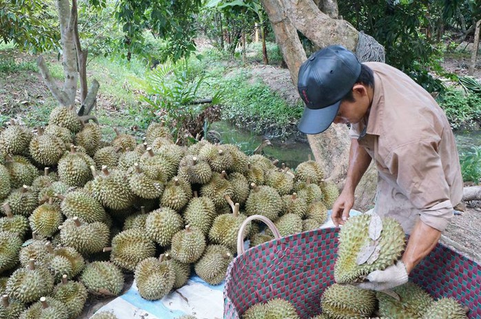 Vắng bóng thương lái mua sầu riêng, nông dân miền Tây lo lắng - Ảnh 1.