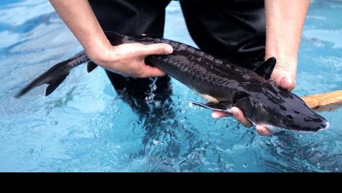 Trung Quốc ngừng xây cầu vì làm chết 6.000 con cá hiếm - Ảnh 1.