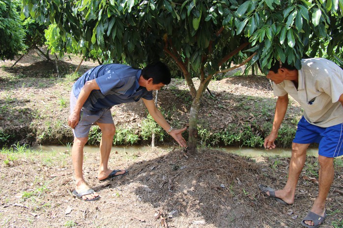 Vườn cây ăn trái liên tiếp bị kẻ xấu phá hoại tàn độc - Ảnh 1.