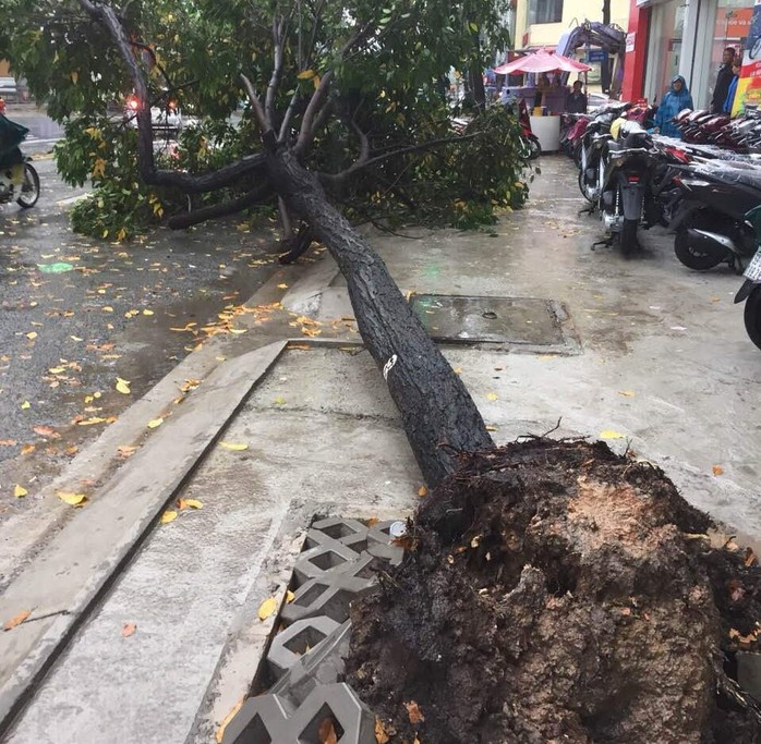 Ảnh hưởng bão số 9: TP HCM mưa lớn, cây gãy đổ đè chết người đi đường - Ảnh 1.