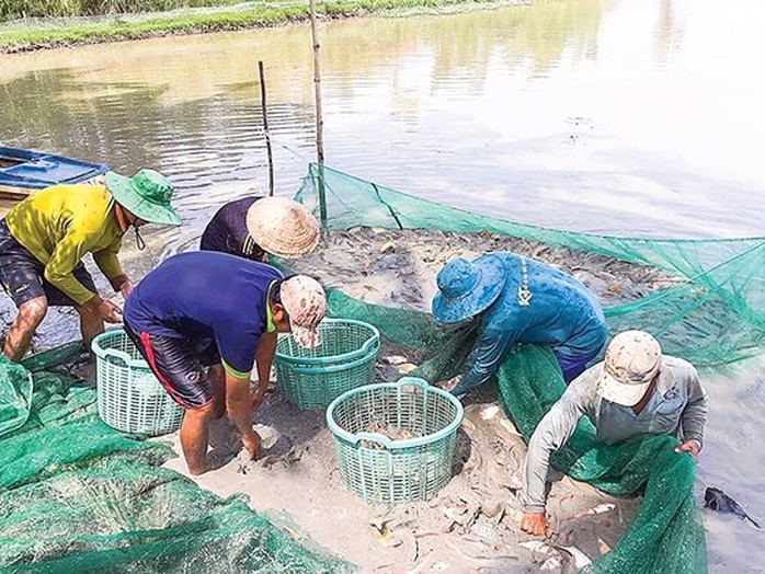 Miền Tây: Cá đồng đang đua nhau lao ra sông   - Ảnh 2.