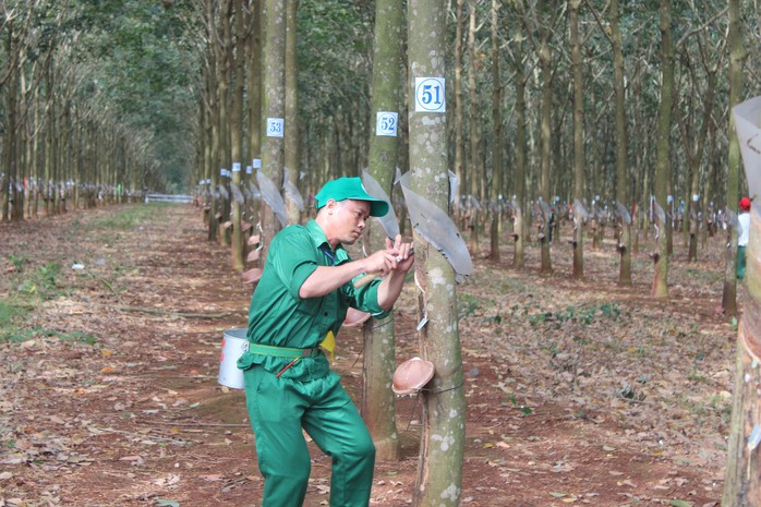 Những đôi tay vàng - Ảnh 1.