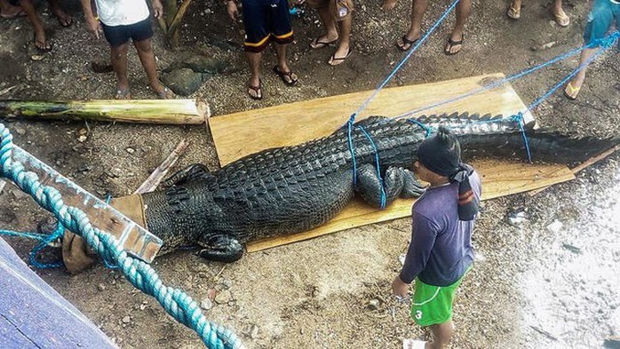 Bắt cá sấu nặng nửa tấn ăn thịt người - Ảnh 2.