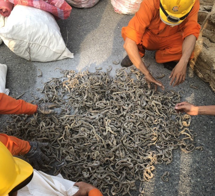 500 kg cá ngựa khô được giấu trong da cừu - Ảnh 1.