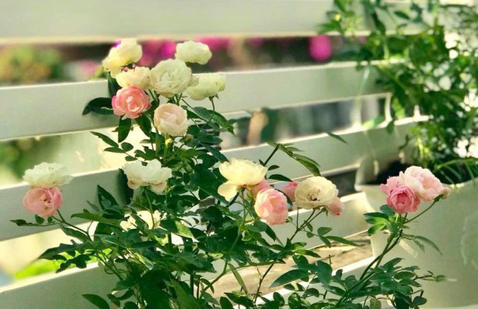 Ngắm biệt thự 21 tỷ của vợ chồng MC Quyền Linh - Ảnh 29. Ngắm biệt thự 21 tỷ của vợ chồng MC Quyền Linh - Ảnh 29.