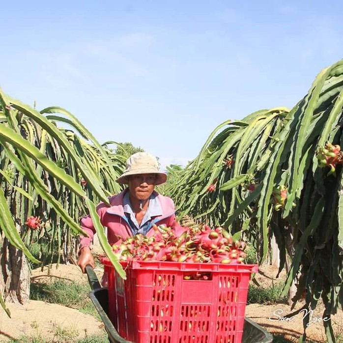 Thương lái Trung Quốc đẩy giá thanh long tăng vọt - Ảnh 1.