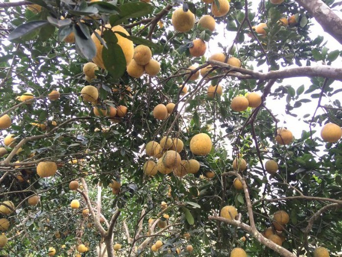 Giá bưởi Diễn trồng ở Hoà Bình rẻ chưa từng có - Ảnh 1. Giá bưởi Diễn trồng ở Hoà Bình rẻ chưa từng có - Ảnh 1.