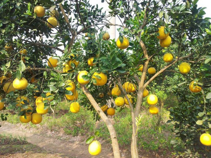 Giá bưởi Diễn trồng ở Hoà Bình rẻ chưa từng có - Ảnh 2. Giá bưởi Diễn trồng ở Hoà Bình rẻ chưa từng có - Ảnh 2.